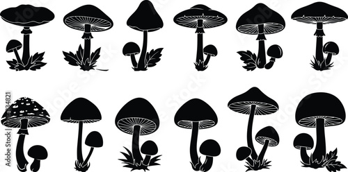 Set of Detailed Mushroom Silhouettes with Different Cap Shapes and Gill Textures Isolated on White Background for Nature and Autumn Design