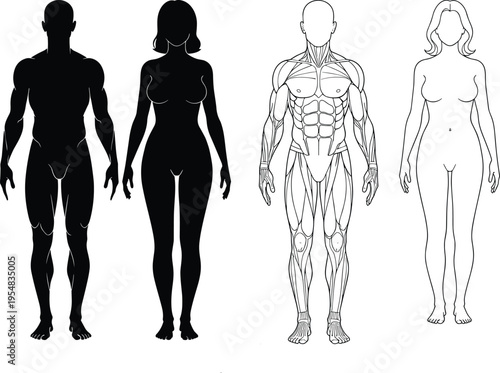 Set of Male and Female Human Body Silhouettes and Anatomical Muscle Diagrams Isolated on White Background for Medical and Artistic Study