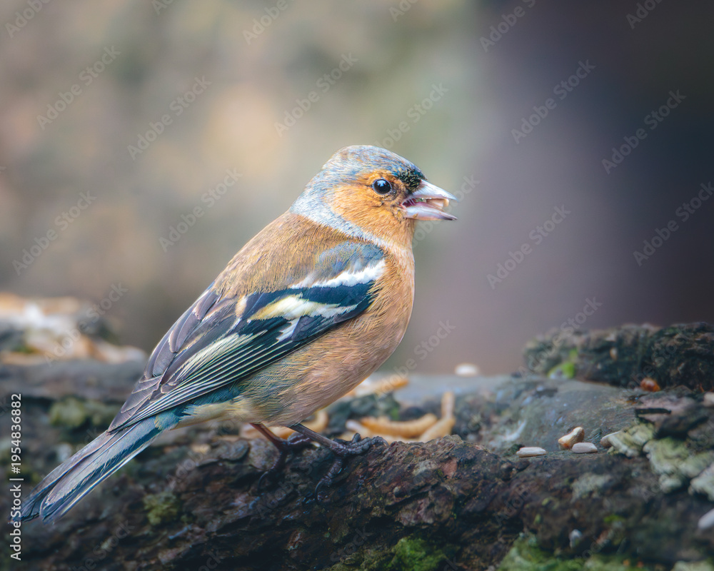 Fototapeta premium Chaffinch, Fringilla coelebs, perched at Humford Woods, Northumberland, March 2026