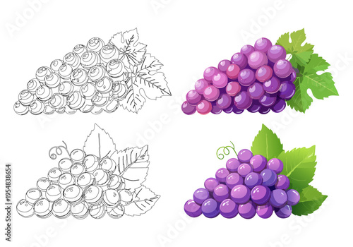 新鮮な紫ぶどうの房のイラストセット：緑の葉付きカラー版とぬりえ用線画、ベクター素材