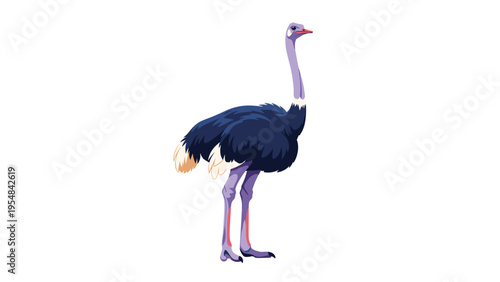 Tall ostrich with dark plumage and long legs stands gracefully against a plain white background in a detailed illustration.