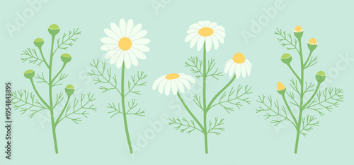 A set of chamomile flowers, vector illustration. Flat style. Botanical drawing of daisies