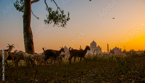 Fotografía Taj Mahal scenic sunset view in Agra, India