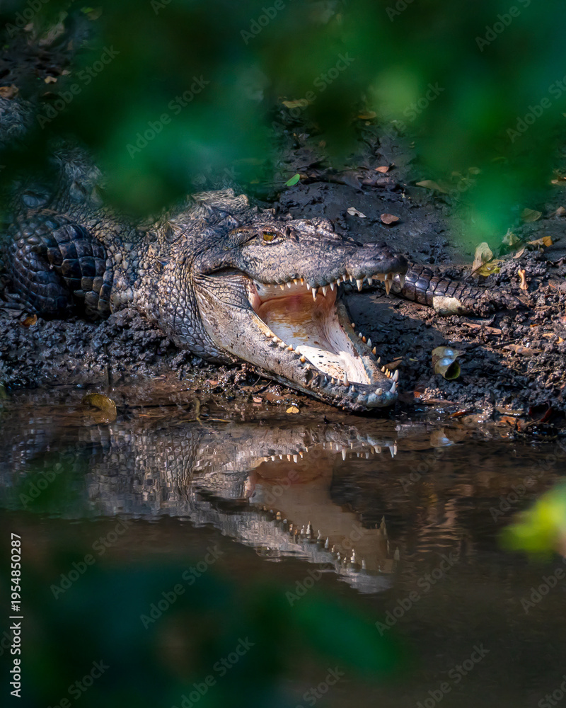 Fototapeta premium crocodile in the water