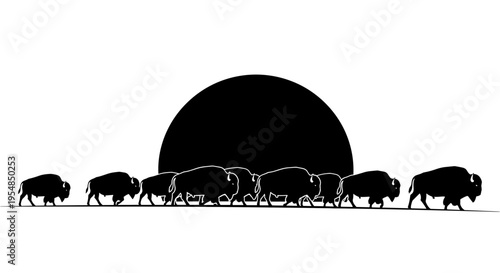 Bison Herd Walking in Sunset.