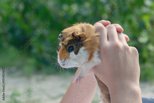 Fotografía Child's Hands Holding a Cute Tri-Color Guinea Pig Outdoors on a Blurred Green Ba