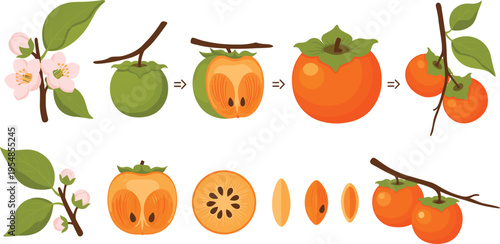 Persimmon fruit growth stages with whole, cut and seed details, botanical illustration showing ripening process on branch, healthy food vector collection