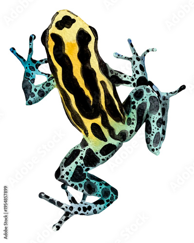 Obraz na plátně Poison Dart Frog