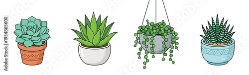 Set of four illustrated potted succulent plants including echeveria, aloe vera, string of pearls, and haworthia on a white background.