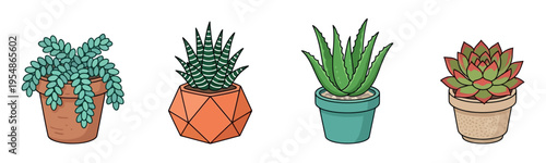 Set of four hand-drawn potted succulent plants including burro's tail, zebra haworthia, aloe vera, and echeveria isolated on white background.