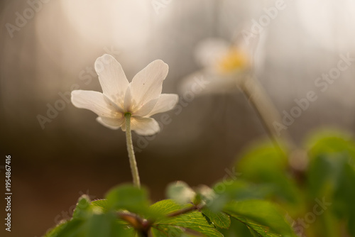 Zawilec gajowy w naturalnym środowisku – wiosenne kwiaty leśne
