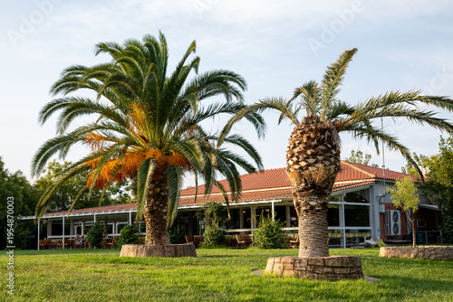 Two large palm trees growing front beautiful villa house green grass lawn. Luxury resort hotel garden exterior summer vacation travel destination. Tropical landscape design backyard sunny day lifestyl