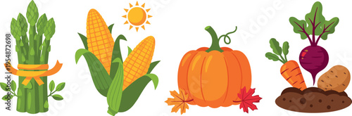 Autumn harvest vegetables vector set with asparagus corn pumpkin beetroot carrot and potato seasonal food illustration