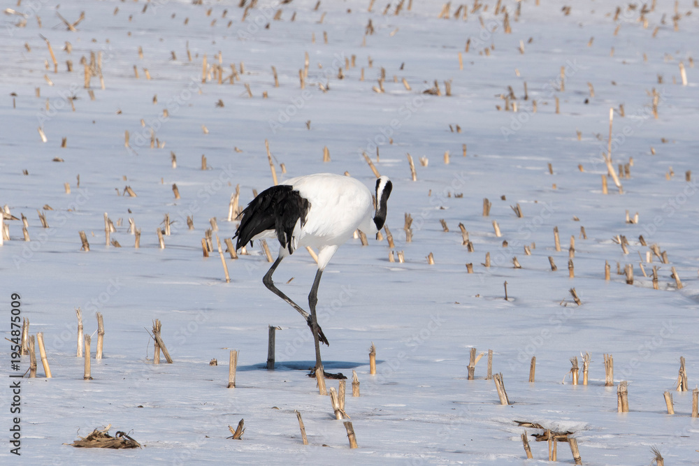 Fototapeta premium Grue du Japon