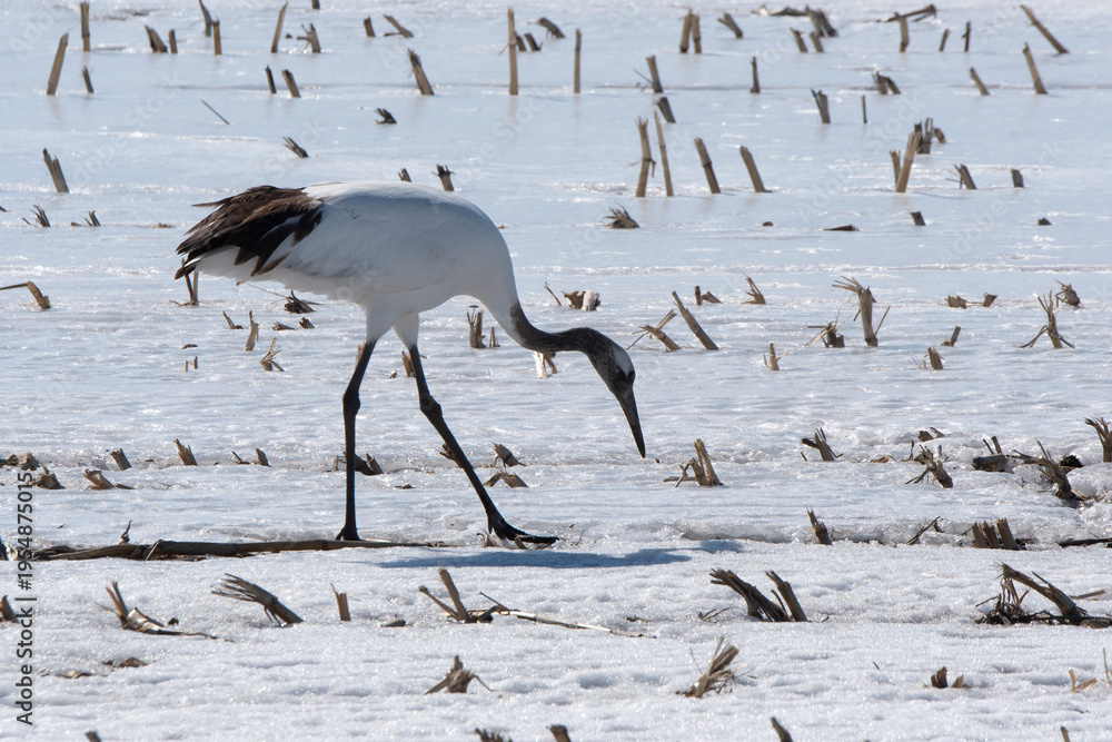 Obraz premium Grue du Japon