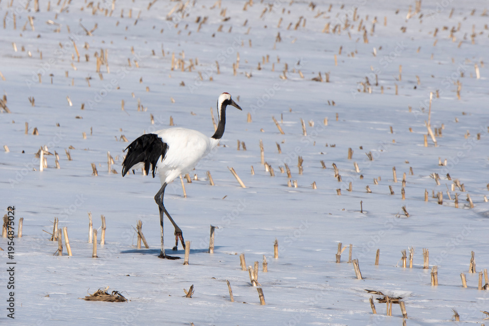 Fototapeta premium Grue du Japon
