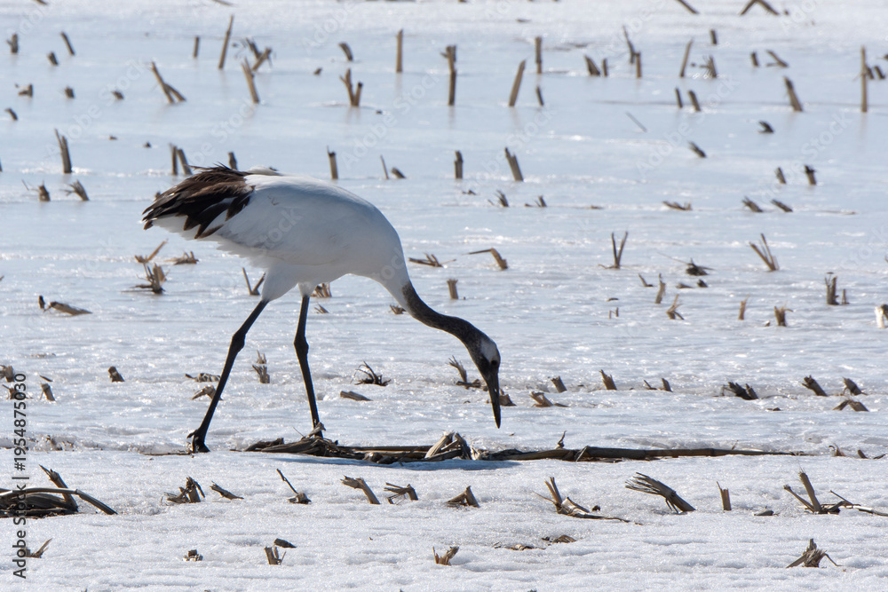 Fototapeta premium Grue du Japon