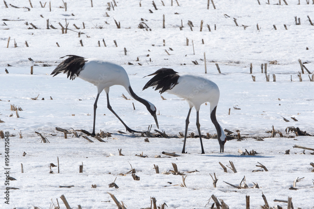 Fototapeta premium Grue du Japon