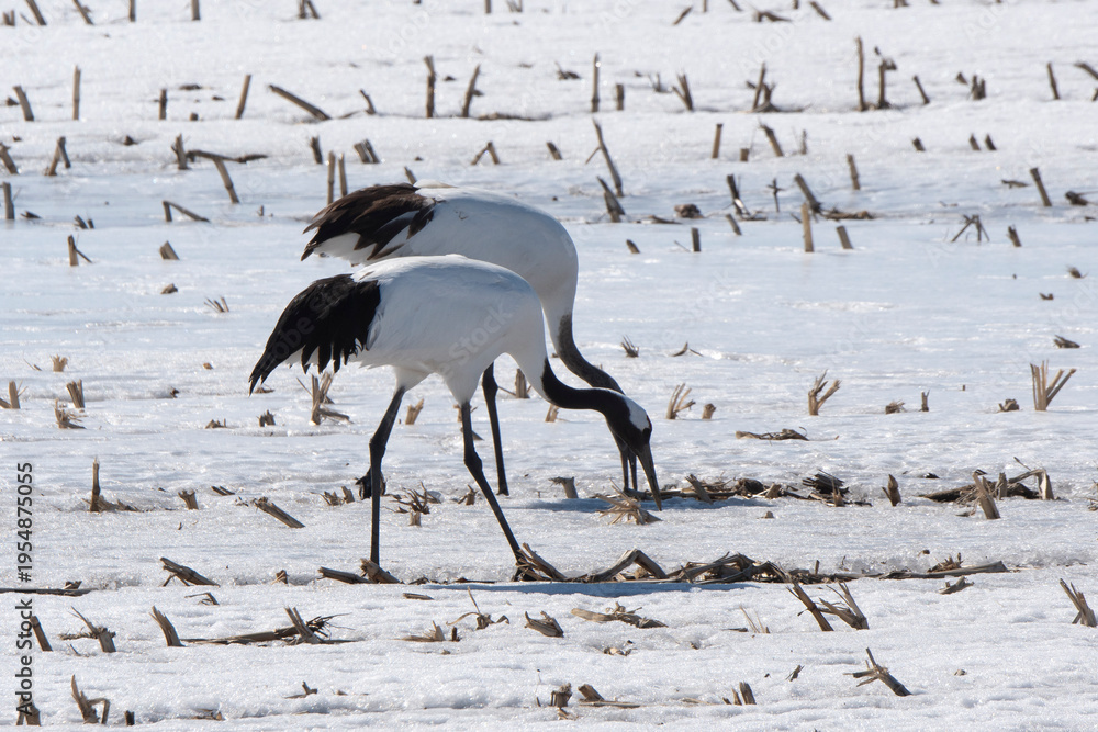 Fototapeta premium Grue du Japon