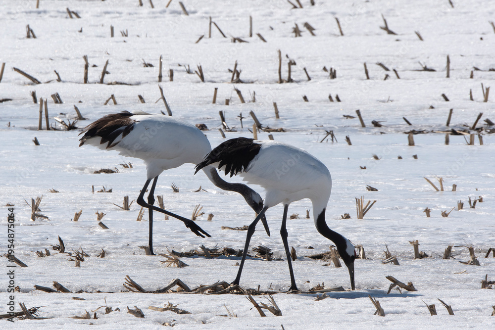 Fototapeta premium Grue du Japon