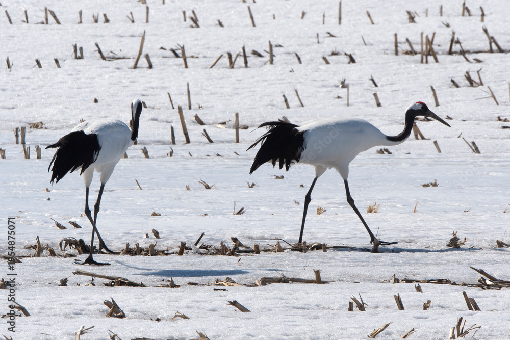 Fototapeta premium Grue du Japon