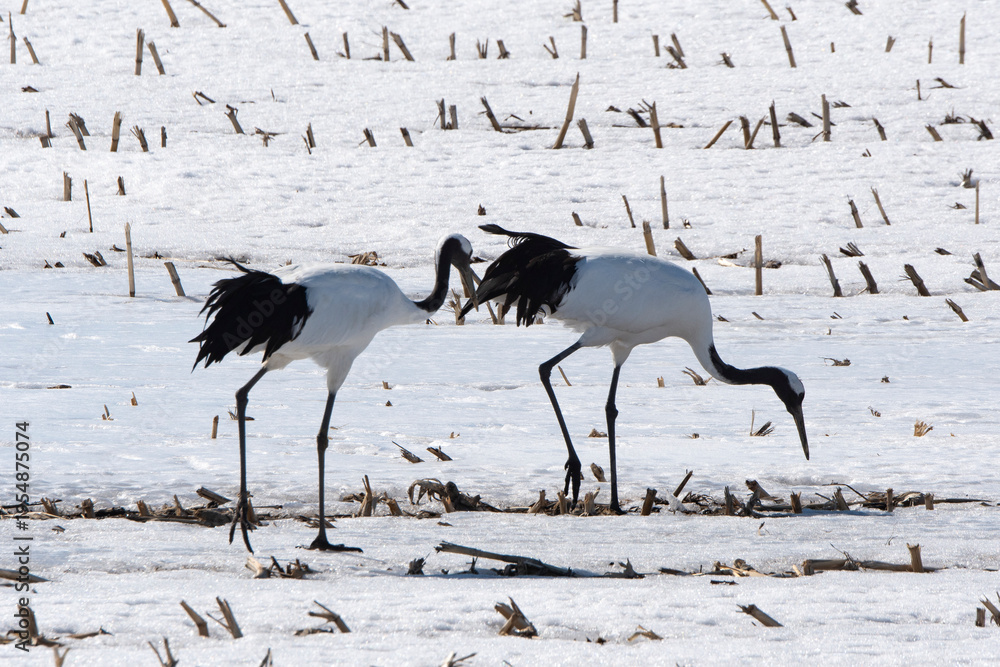 Fototapeta premium Grue du Japon