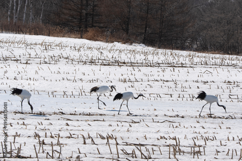 Fototapeta premium Grue du Japon