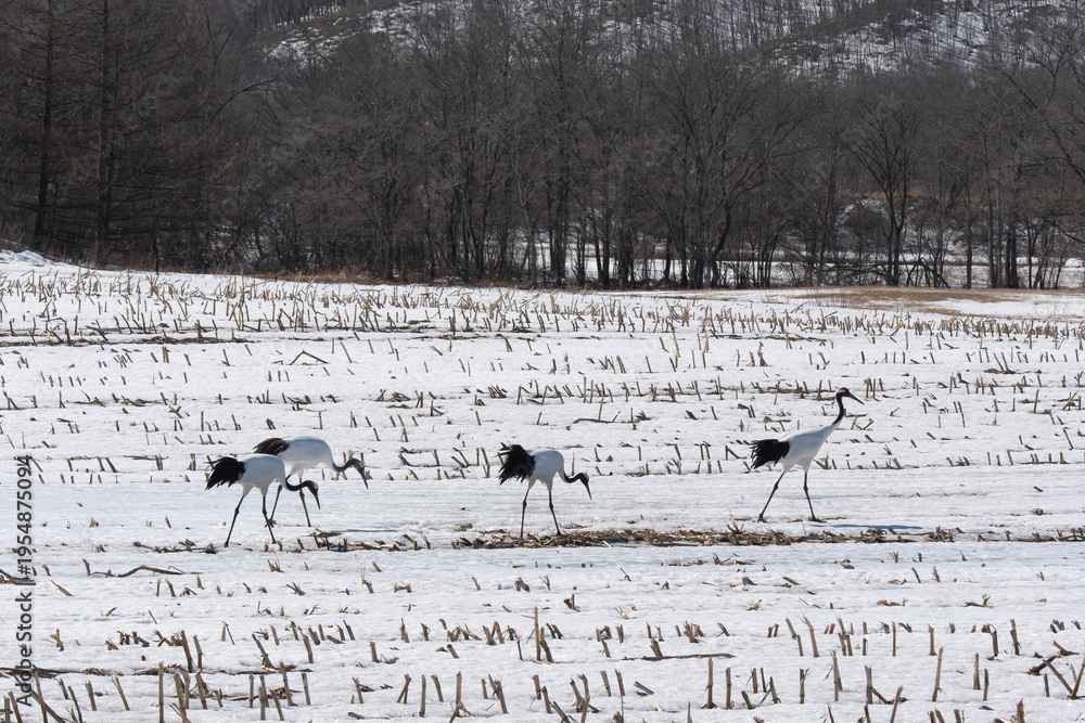 Fototapeta premium Grue du Japon