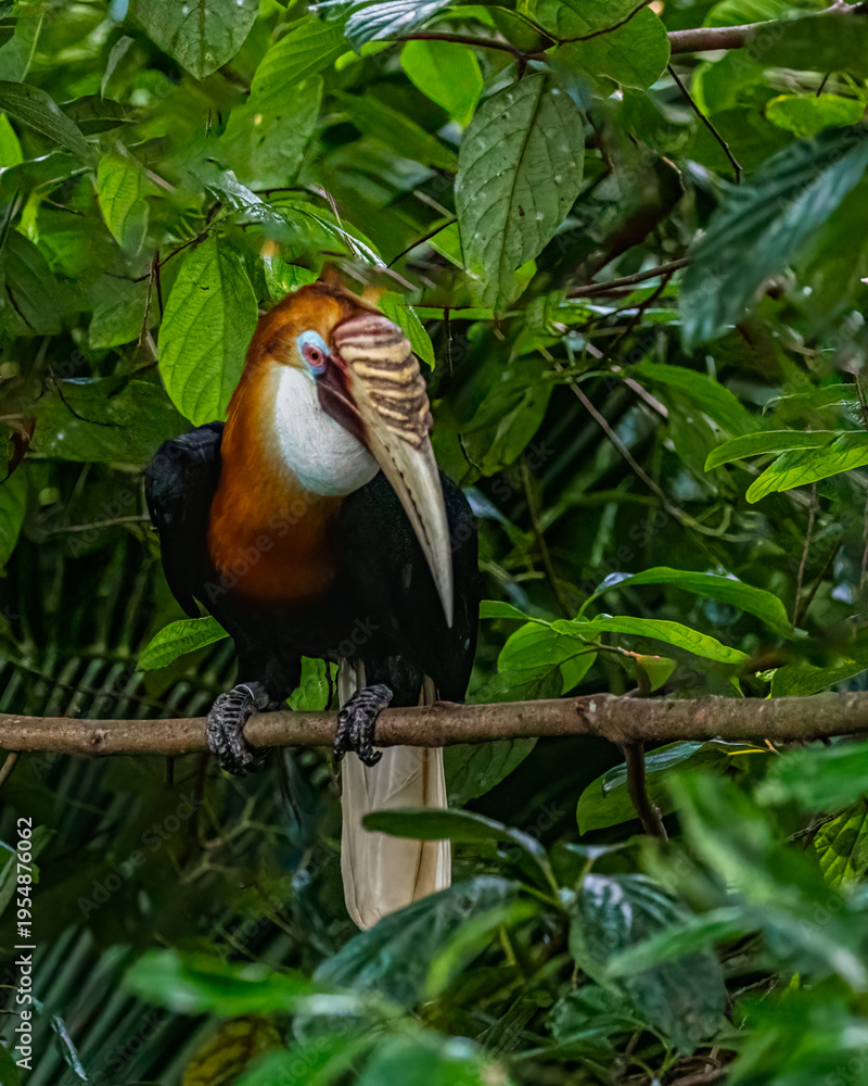 Fototapeta premium Blyth's Hornbill