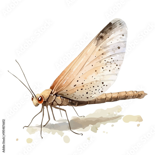 Mayfly, watercolor clipart vector, isolated on a white background.