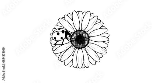 Ladybug on a flower head 1.