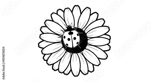 Ladybug on a flower head.