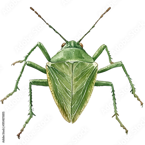 Giant Water Bug, watercolor vector, isolated on a white background.