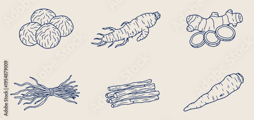 Ginger root and ginseng sketch, hand drawn herbal medicine doodle, healthy organic spice vector art, culinary ginger root design elements, natural healing herbs illustration art, rustic kitchen spice 