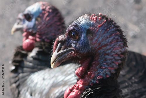 Wild Turkey closeups