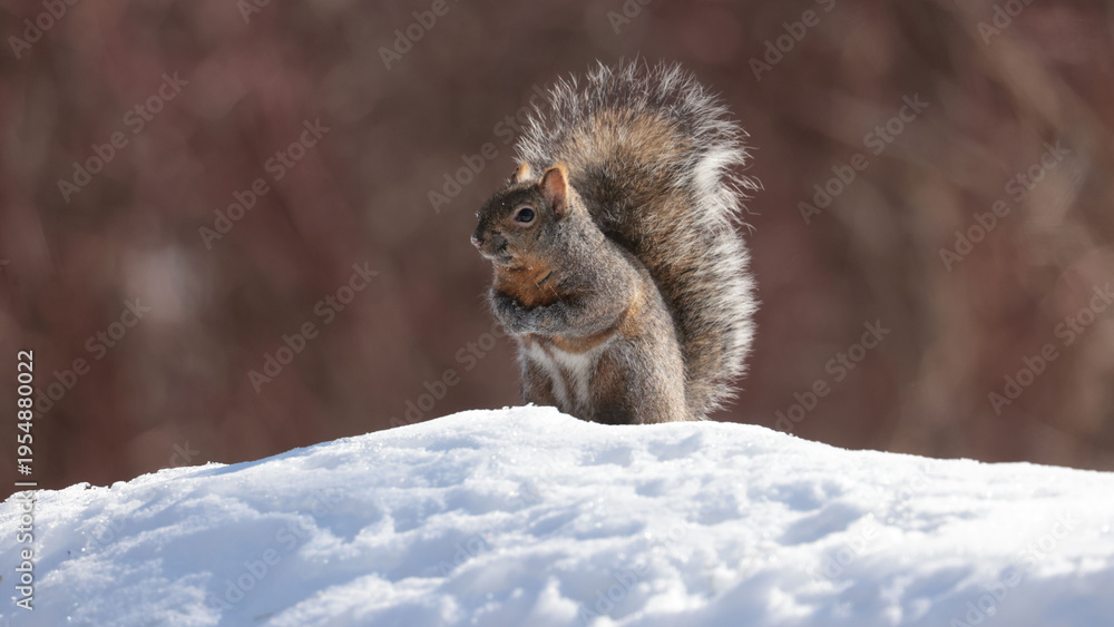 Obraz premium Grey Eastern Grey Squirrel