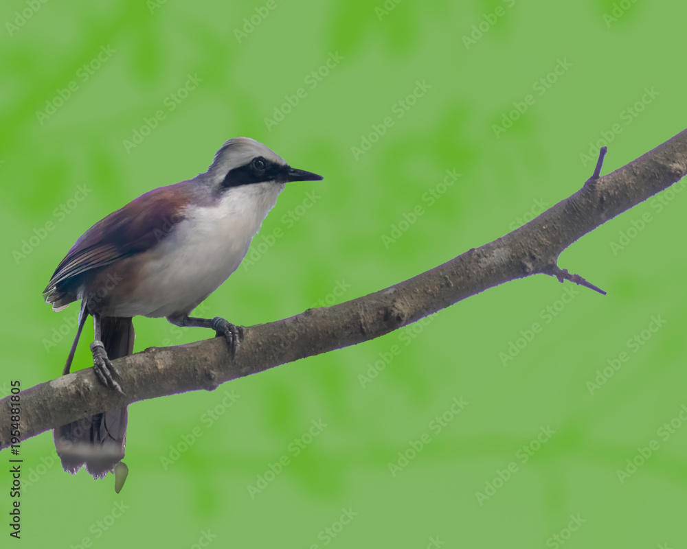 Obraz premium White Crested Laughingthrush