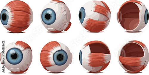 Detailed Eyeball Anatomy Set Showing Extraocular Muscles, Sclera, Iris, and Internal Structure Medical Illustration