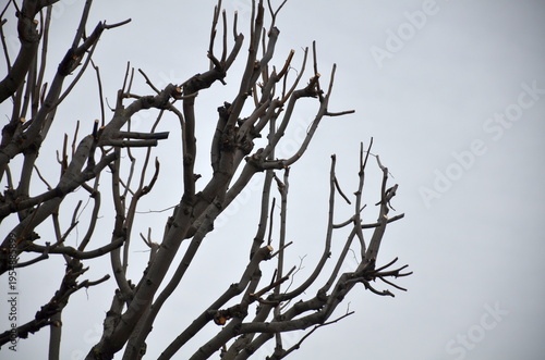 Close-up of leafless dark branches with detailed bark texture. A minimalist and moody winter or late autumn nature scene. Abstract natural silhouette background under soft daylight.