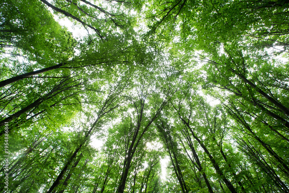 Fototapeta premium Forest trees. nature green wood sunlight backgrounds