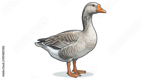 gander isolated on white