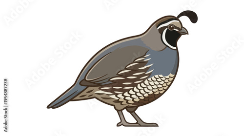 quail isolated on white