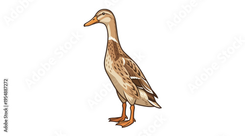 duck on a white background