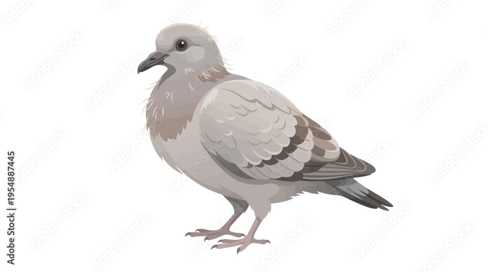 Obraz premium squab isolated on white background