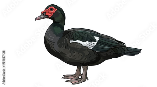 muscovy isolated on white background