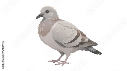 squab isolated on white background