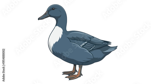swedish blue duck isolated on white