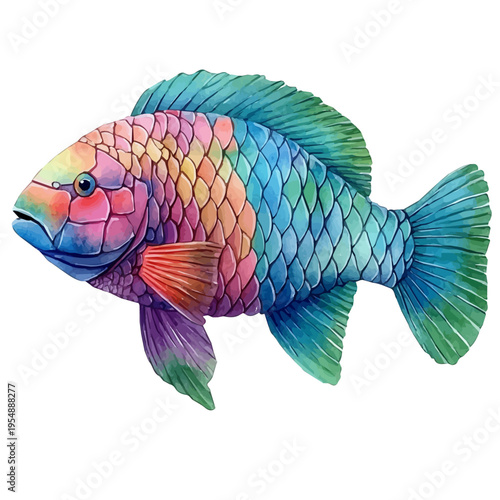 Wrasse, watercolor clipart vector, isolated on a white background.