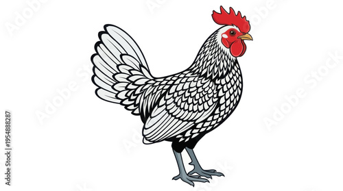 bantam isolated on white background