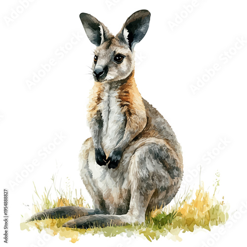 Wallaby, watercolor drawing vector, isolated on a white background.